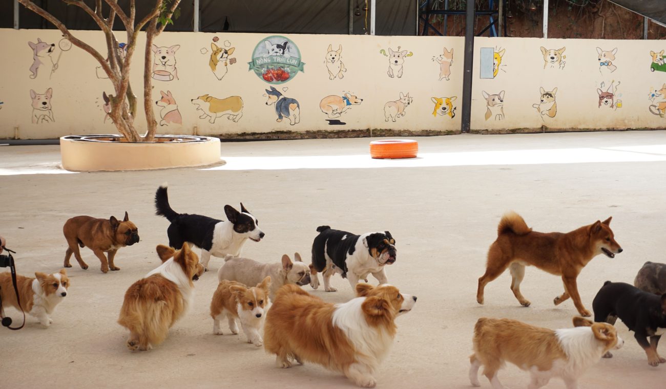 How to Find a Dog Daycare Your Pet Will Actually Enjoy: 5 Things to Look For